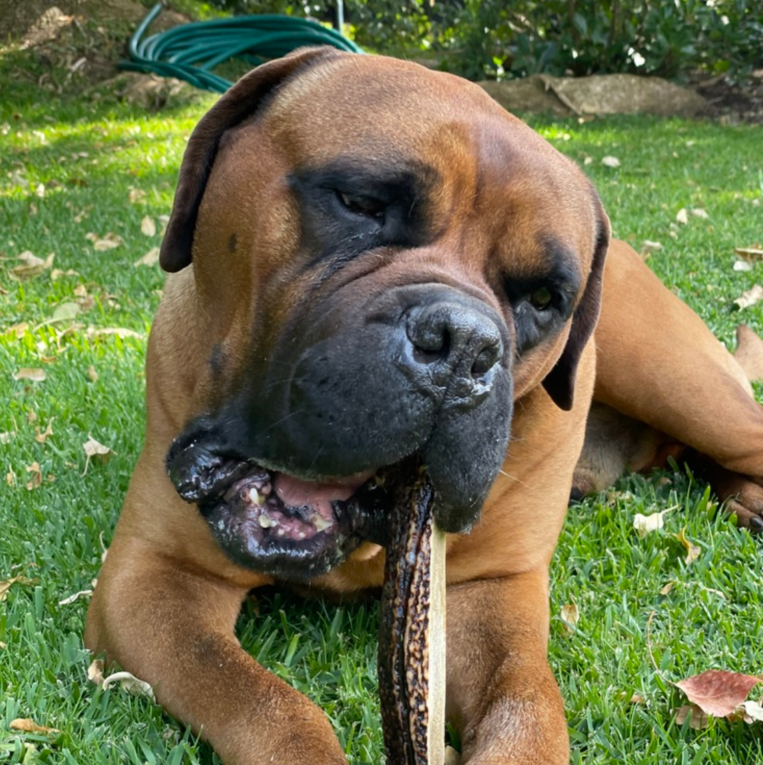 mordedor para perro 100% natural, hecho de astas de ciervo. Cruelty free y sin aditivos, es la opción perfecta para mantener a tu mascota feliz y saludable.