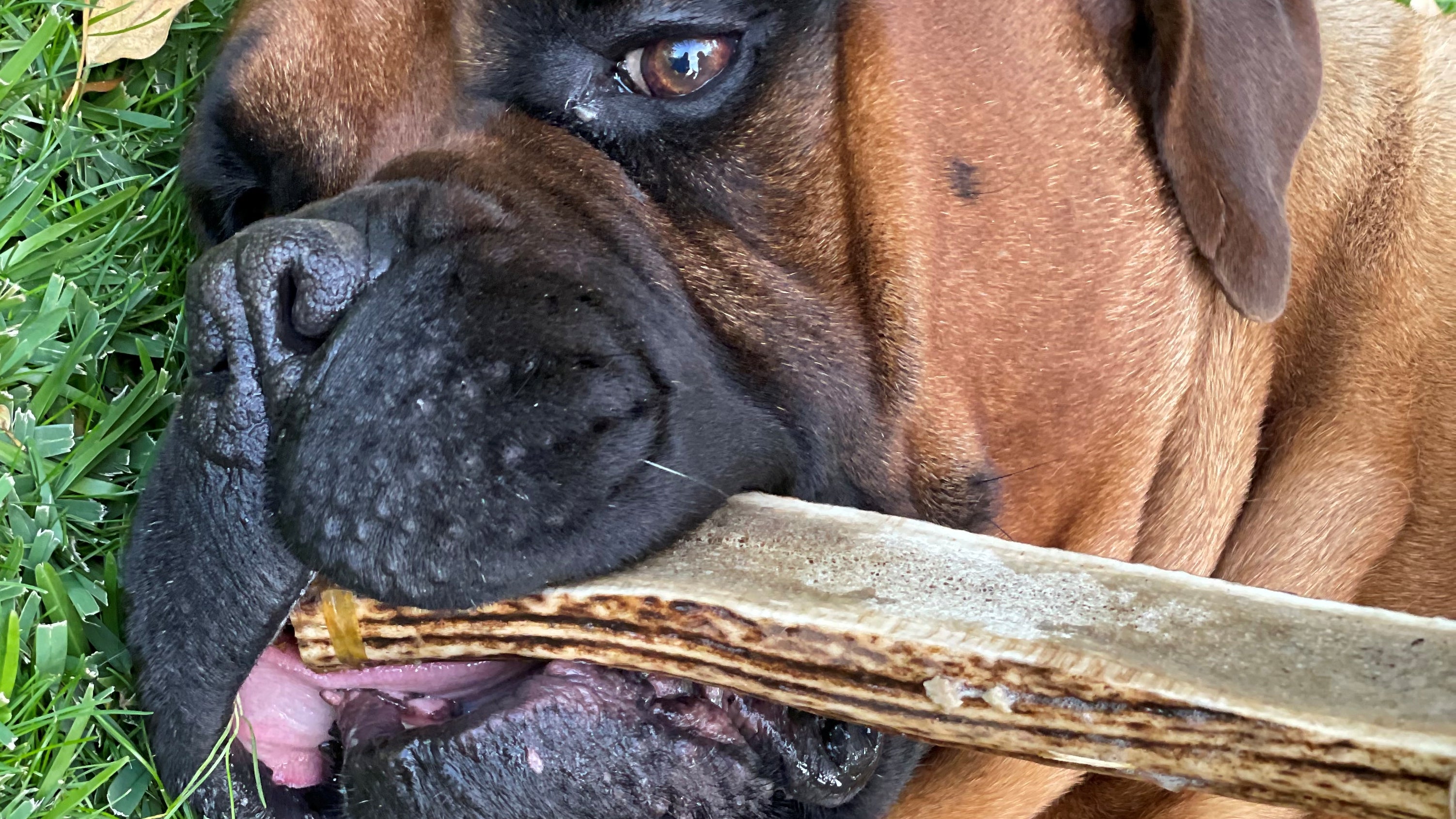 Packs – doggochile