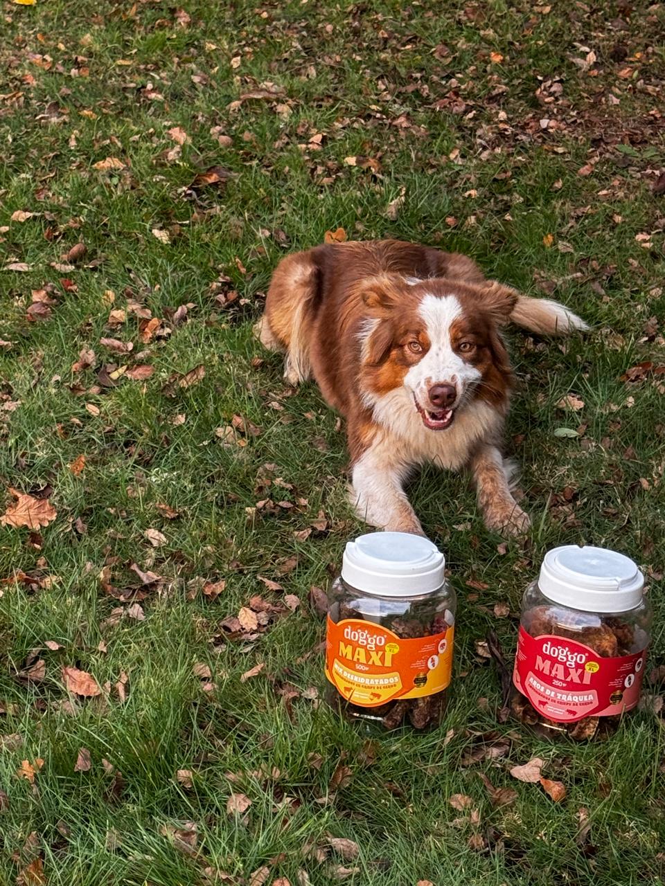 Snack para Perros - Aros de Tráquea Empanizados en Crispy de Cerdo