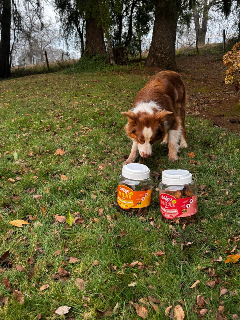 Snack para Perros - Mix de Deshidratados en Crispy de Cerdo