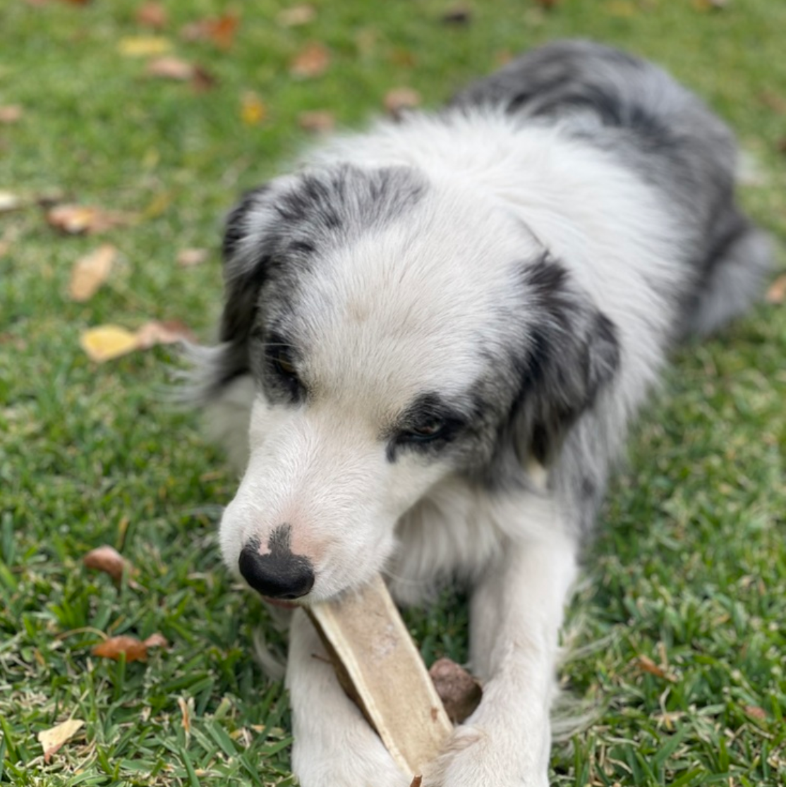 mordedor para perro 100% natural, hecho de astas de ciervo. Cruelty free y sin aditivos, es la opción perfecta para mantener a tu mascota feliz y saludable.