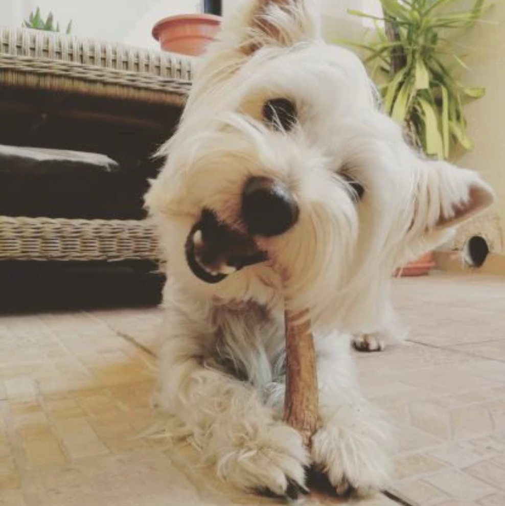 mordedor para perro 100% natural, hecho de astas de ciervo. Cruelty free y sin aditivos, es la opción perfecta para mantener a tu mascota feliz y saludable.